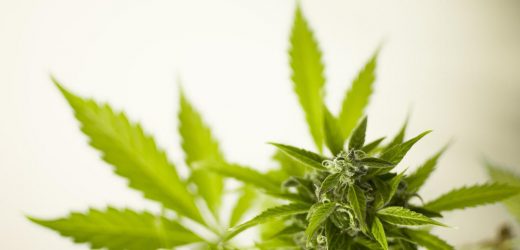 Regularne czy feminizowane – które nasiona marihuany wybrać?